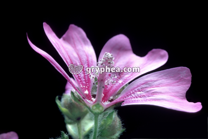 Mauve (Malva sylvestris) - fleur en CL montrant les ovules et le pollen - gryphea.com